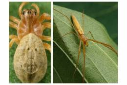 Two rare species of swamp spiders have been added to...