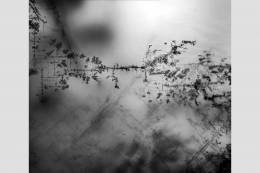 SAS Scientist Contributes to Discovery That Could Accelerate...