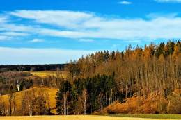 Slovenské smreky v ohrození: Vedci hľadajú populácie,...
