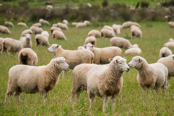 Public Health Notice: Q Fever cases identified in the village Ráztočno